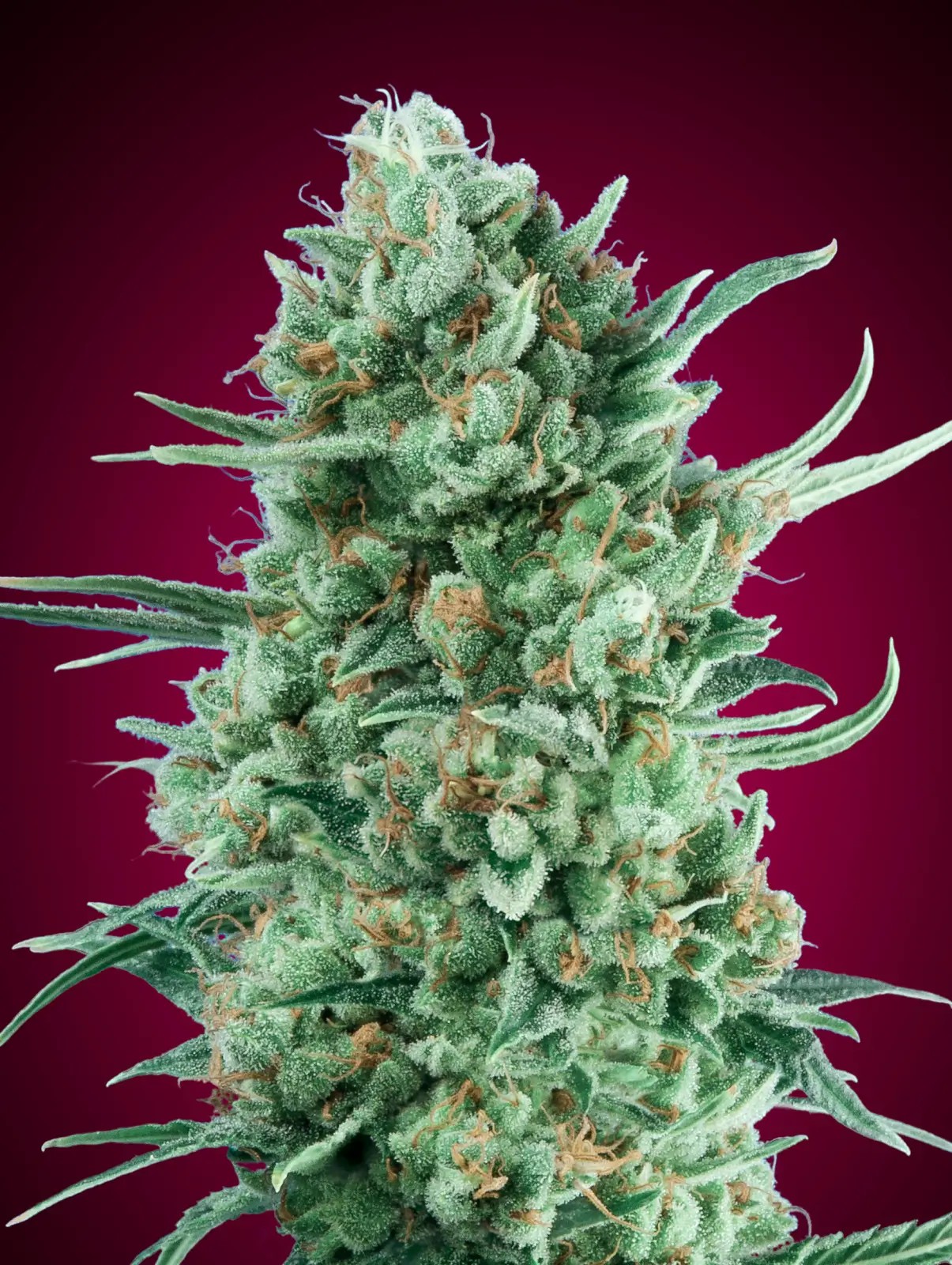 Auto Bubble Gum XXL Autoflower by 00 Seeds Bank