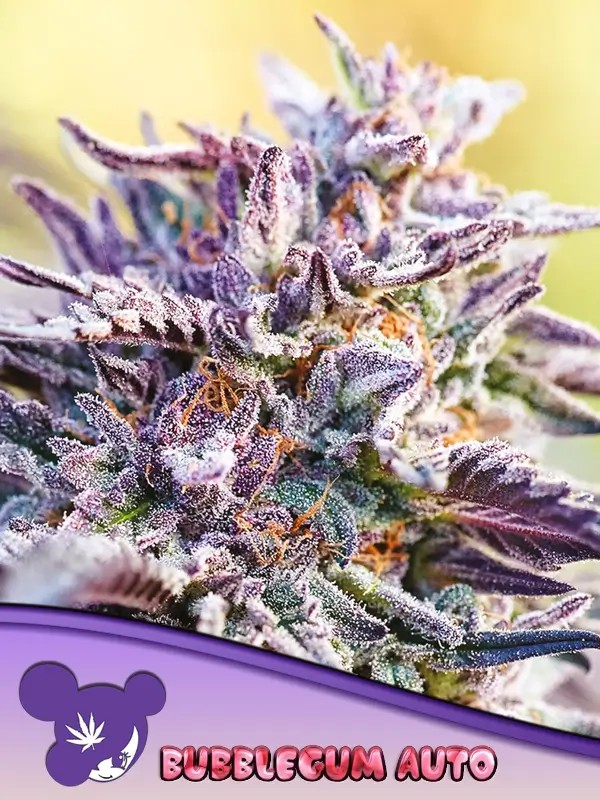 Auto BubbleGum Autoflower by Anesia Seeds