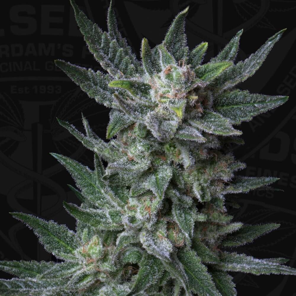 Auto Bubblegum Autoflower by T.H. Seeds