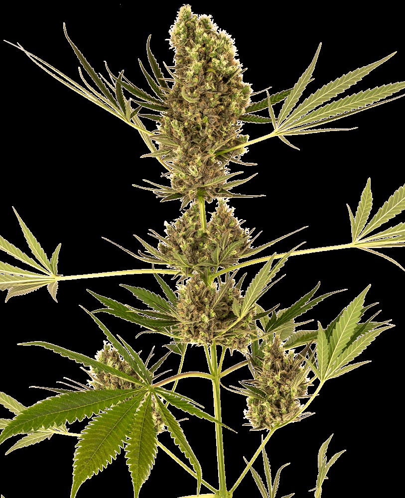 Auto CBD Alpine Delight aka Sensi #41 Autoflower by Sensi Seeds