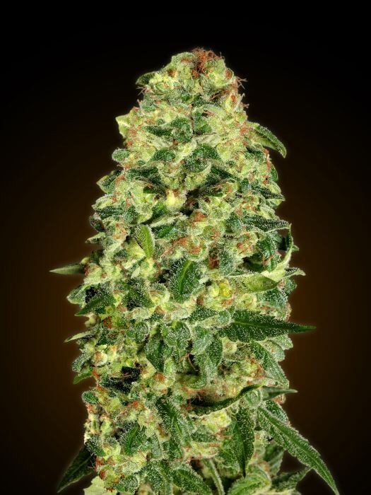 Auto California Kush Autoflower by 00 Seeds Bank