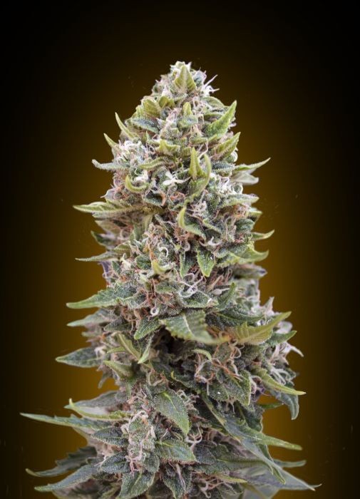 Auto Cheese Berry Autoflower by 00 Seeds Bank