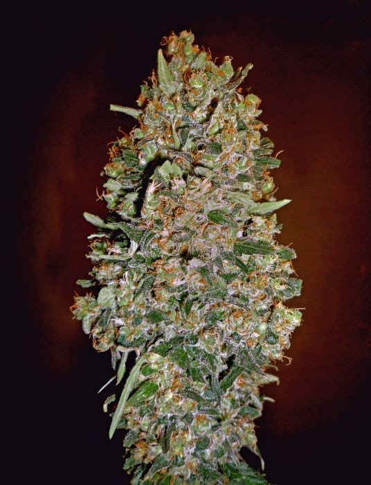 Auto Chocolate Skunk Autoflower by 00 Seeds Bank