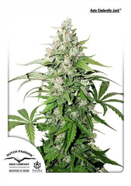 Auto Cinderella Jack Autoflower by Dutch Passion