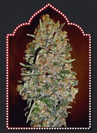 Auto Collection #1 Autoflower by 00 Seeds Bank