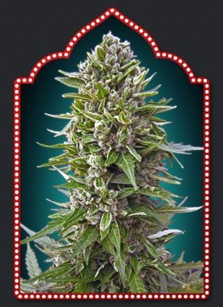Auto Collection #2 Autoflower by 00 Seeds Bank