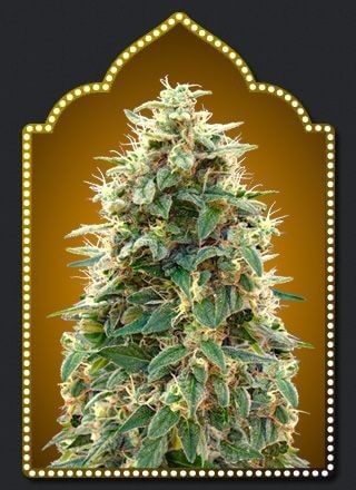 Auto Collection #3 Autoflower by 00 Seeds Bank