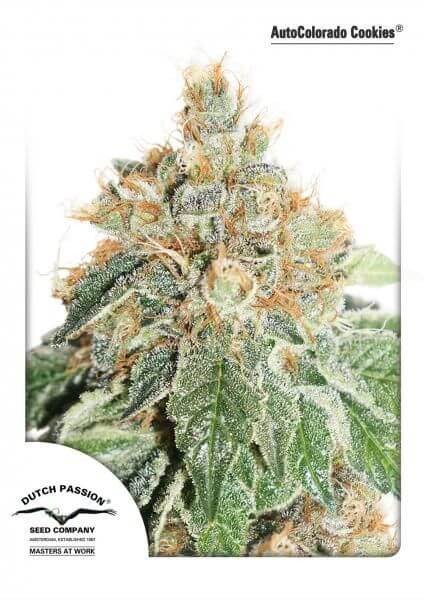 Auto Colorado Cookies Autoflower by Dutch Passion