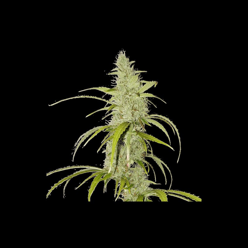 Auto Creeper Autoflower by Super Sativa Seed Club