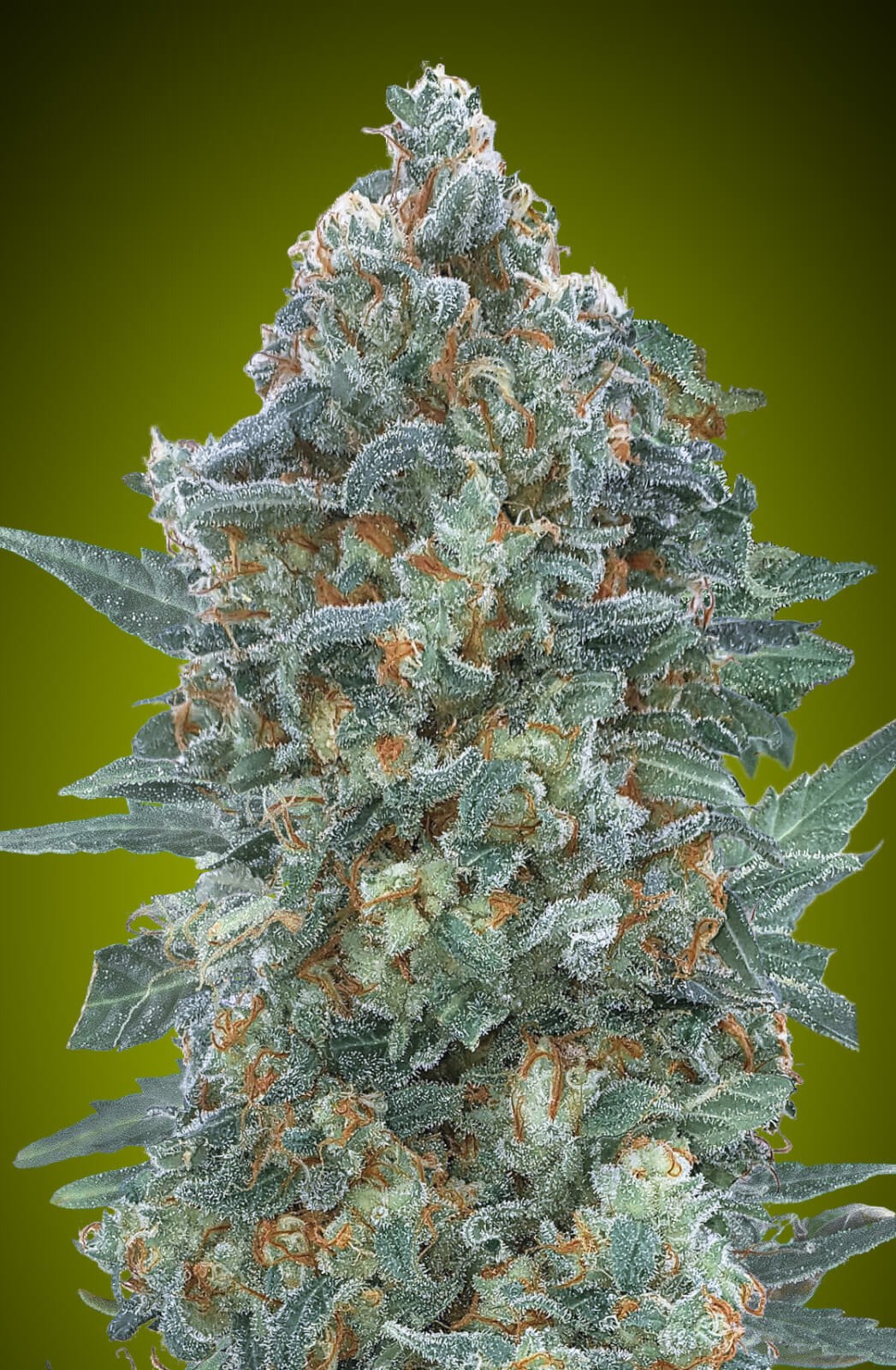 Auto Critical Lemon CBD Autoflower by Advanced Seeds