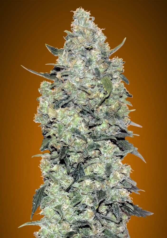 Auto Critical Mass Autoflower by Advanced Seeds