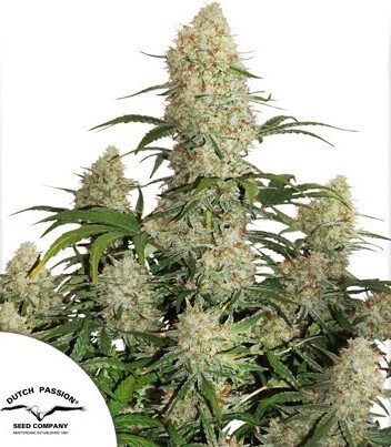 Auto Critical Orange Punch Autoflower by Dutch Passion