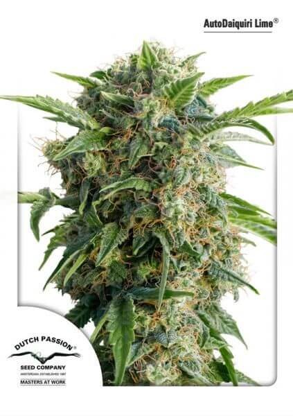 Auto Daiquiri Lime Autoflower by Dutch Passion