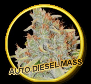 Auto Diesel Mass Autoflower by Mr. Hide Seeds