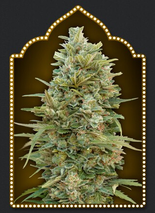 Auto Do-Si-Dos Cookies Autoflower by 00 Seeds Bank