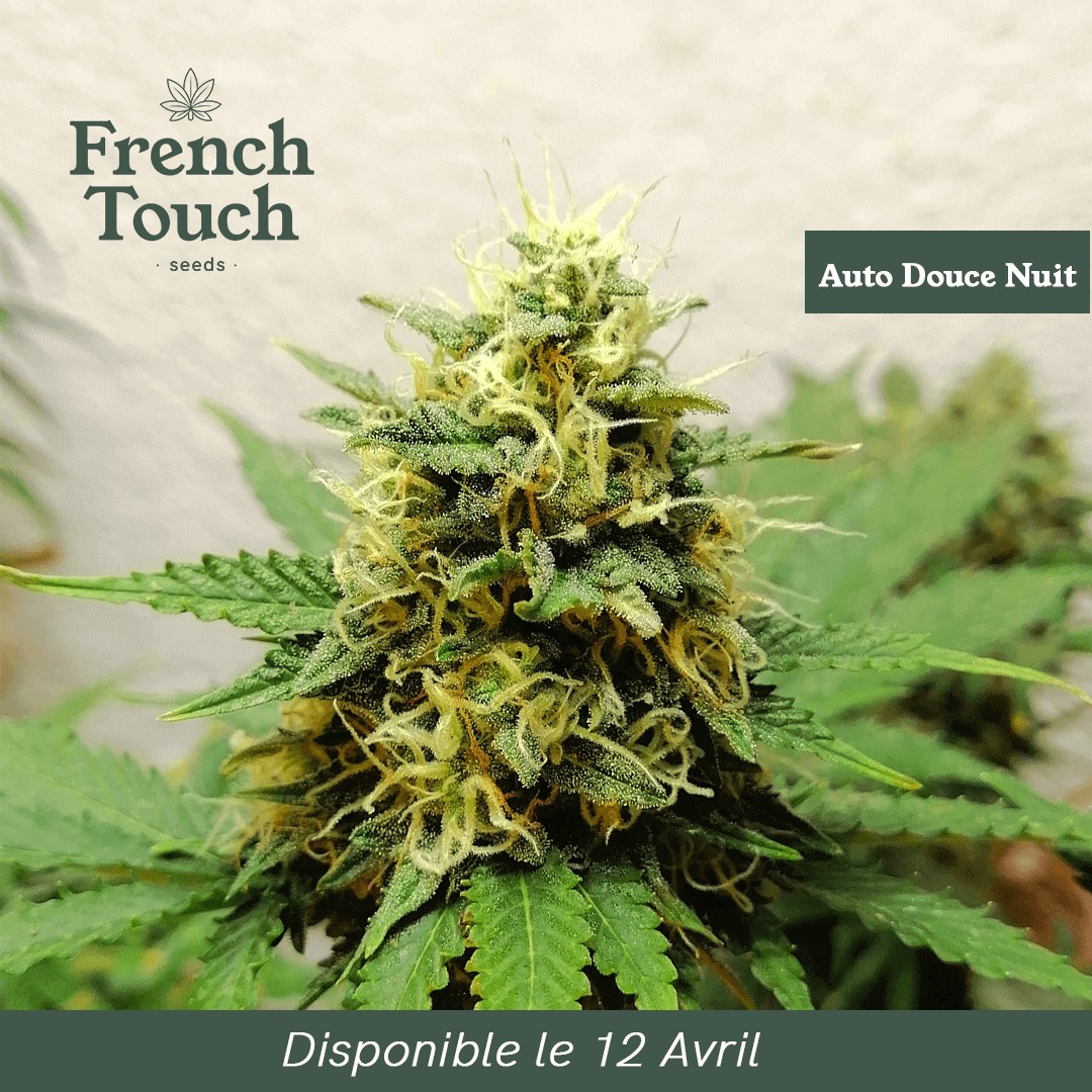 Auto Douce Nuit Autoflower by French Touch Seeds
