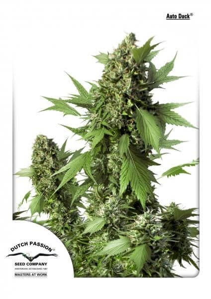 Auto Duck Autoflower by Dutch Passion