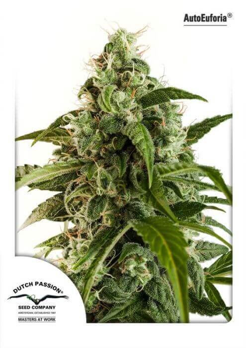Auto Euforia Autoflower by Dutch Passion