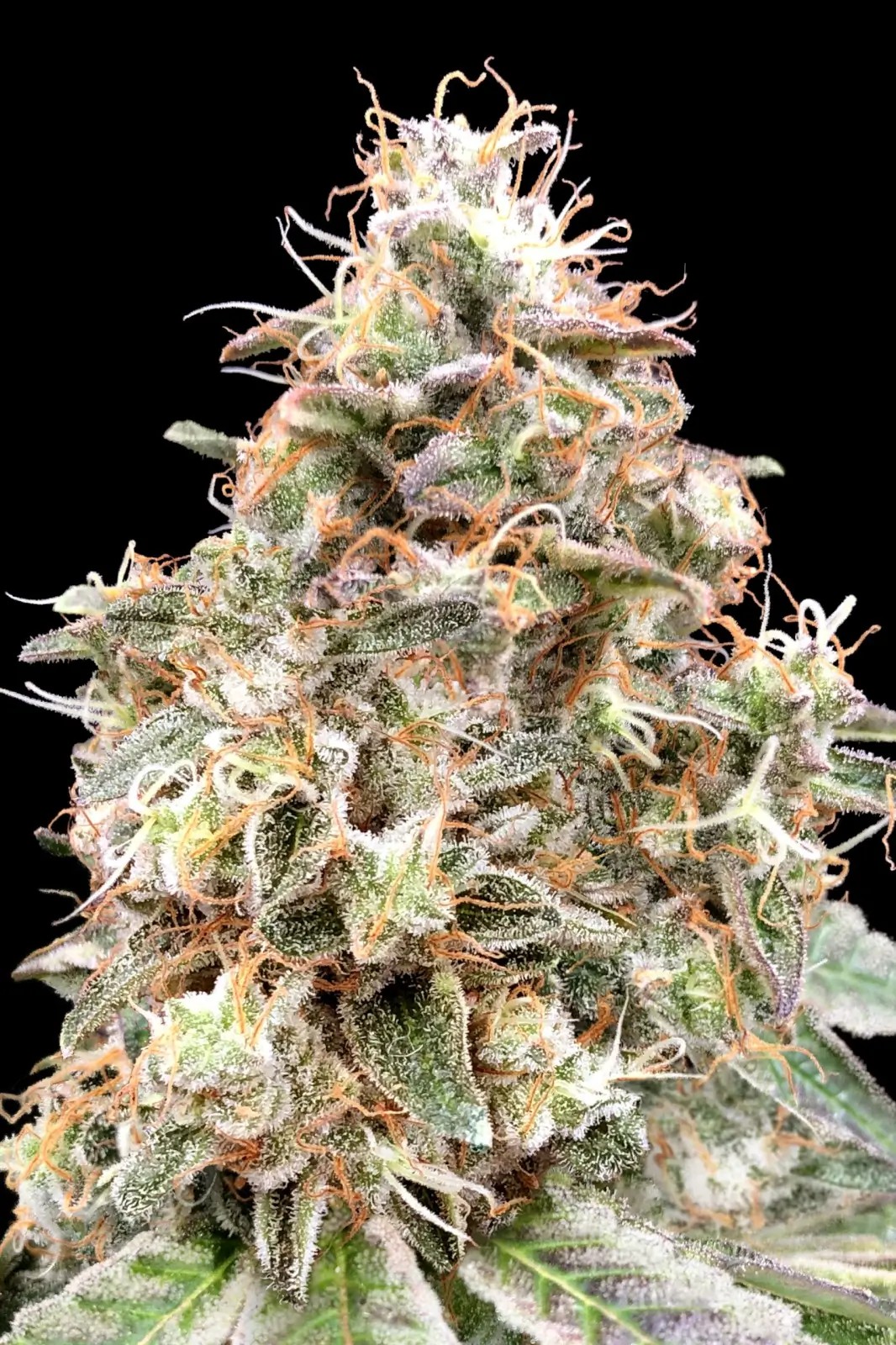 Auto Forbidden Fruit Cake Autoflower by Advanced Seeds