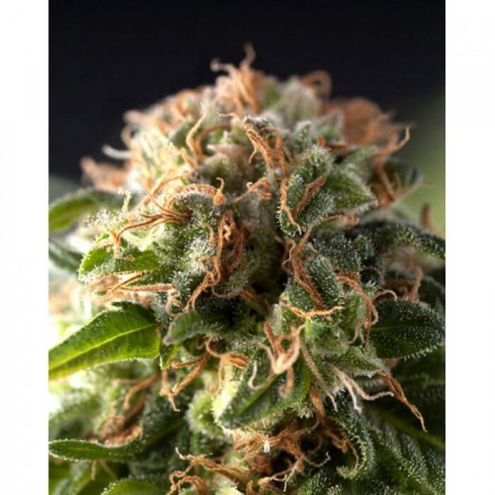 Auto Fresh Candy Autoflower by Pyramid Seeds
