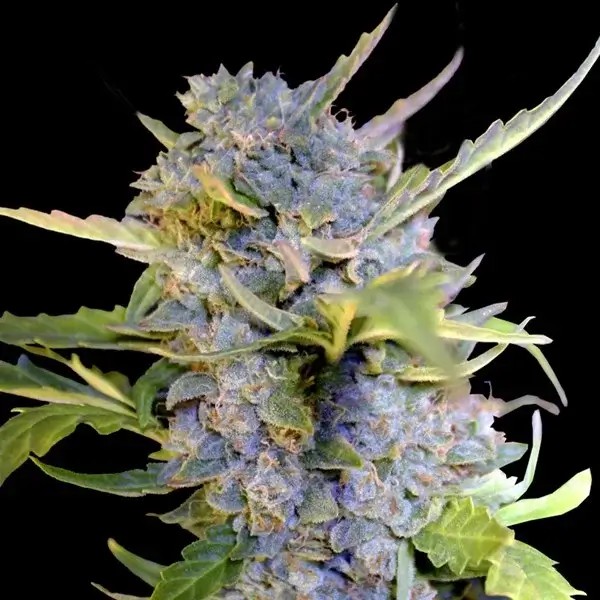 Auto Fro-Yo Autoflower by G13 Labs