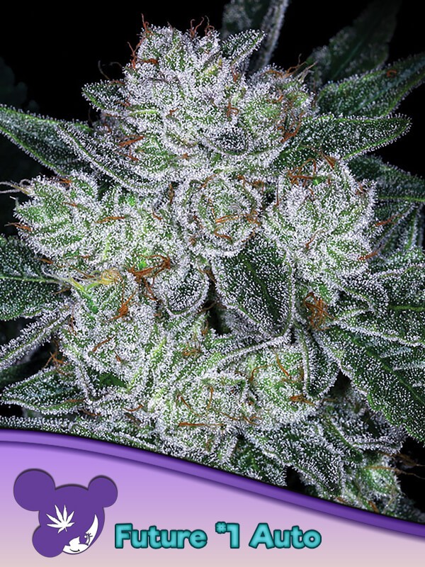 Auto Future #1 Autoflower by Anesia Seeds