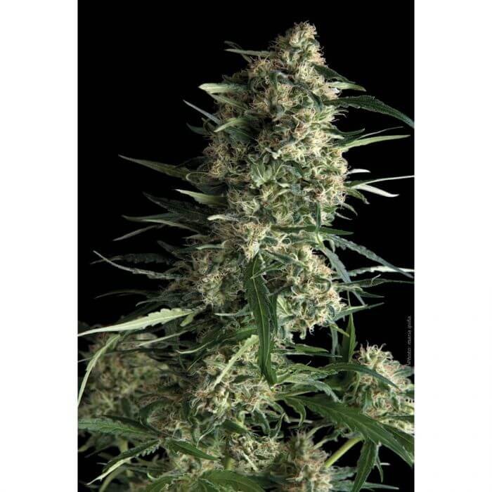 Auto Galaxy Autoflower by Pyramid Seeds