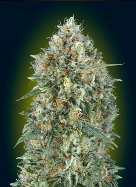 Auto Gelato #33 Autoflower by Advanced Seeds