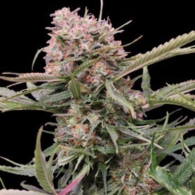 Auto Gigabud Autoflower by G13 Labs