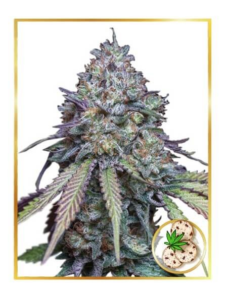 Auto Girl Scout Cookies Autoflower by Mr. Hide Seeds