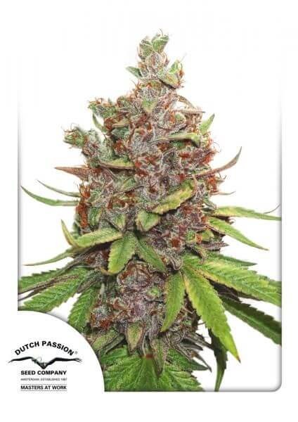 Auto Glueberry O.G. Autoflower by Dutch Passion