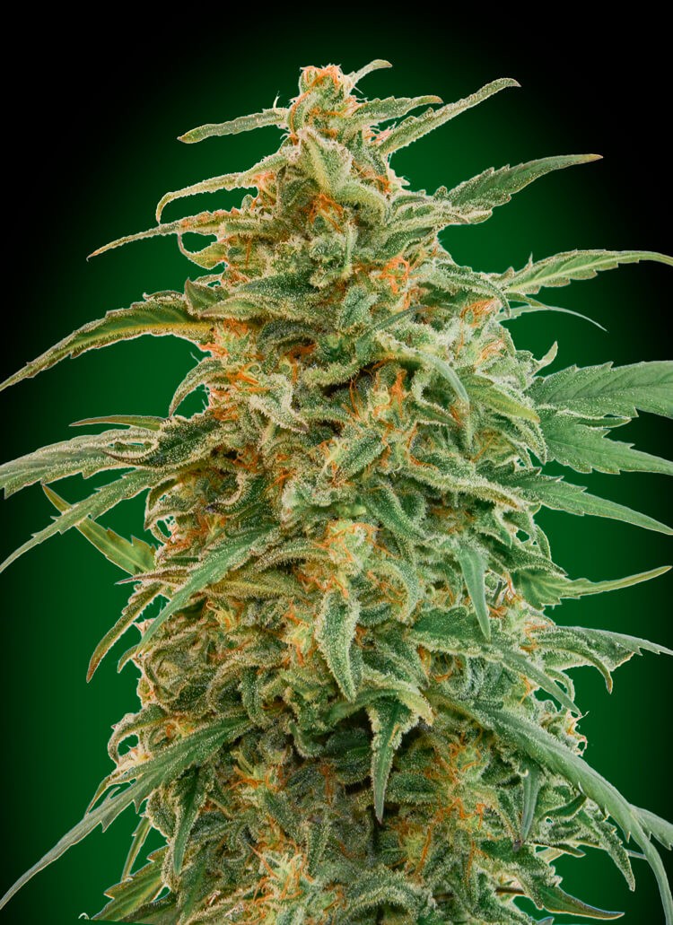Auto Gorilla Autoflower by 00 Seeds Bank