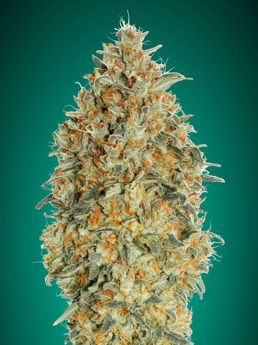 Auto Gorilla Blue Autoflower by Advanced Seeds