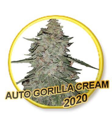 Auto Gorilla Cream Autoflower by Mr. Hide Seeds