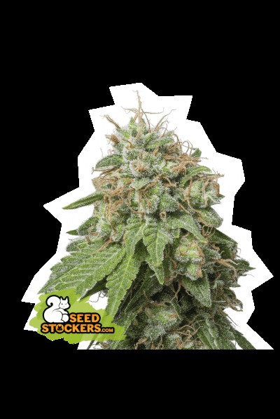 Auto Green Crack Autoflower by Seedstockers