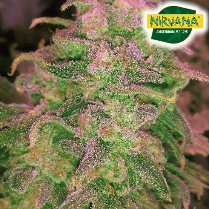Auto Hawaii Maui Waui Autoflower by Nirvana