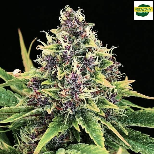 Auto Hindu Kush Autoflower by Nirvana