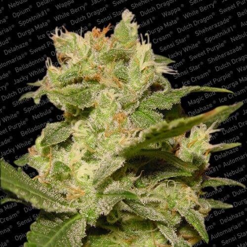 Auto Jack Autoflower by Paradise Seeds