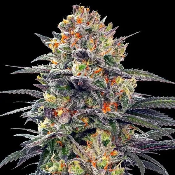 Auto Jealous Mary Autoflower by G13 Labs