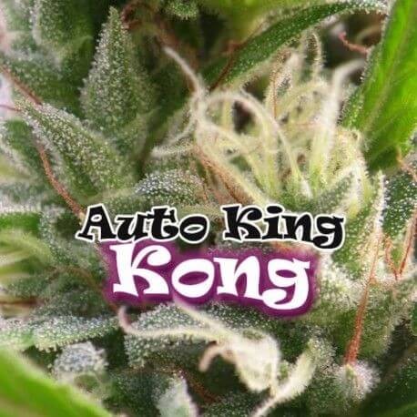 Auto King Kong Autoflower by Dr. Underground Seeds
