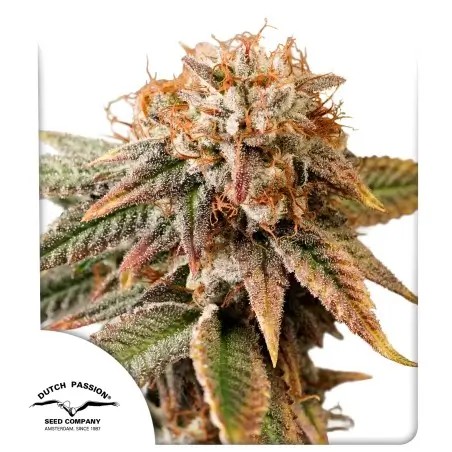 Auto Kingston Punch Autoflower by Dutch Passion
