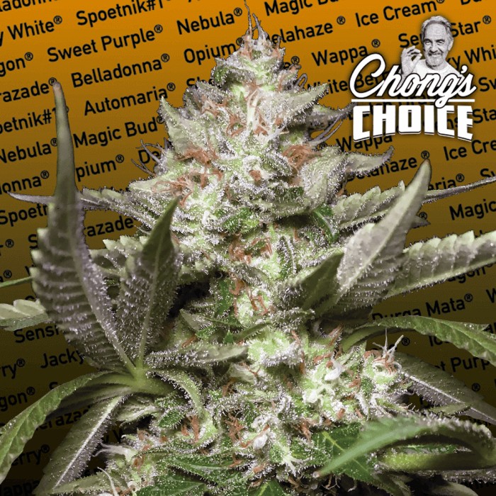Auto Kong 4 Autoflower by Paradise Seeds
