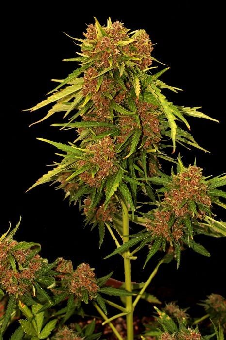 Auto Kritical Red Autoflower by Mr. Hide Seeds