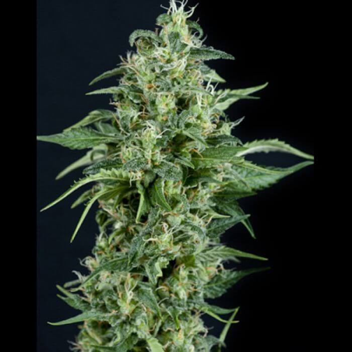 Auto Kryptonite Autoflower by Pyramid Seeds