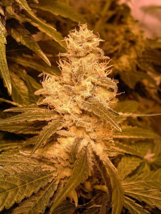 Auto Kush Autoflower by Female Seeds