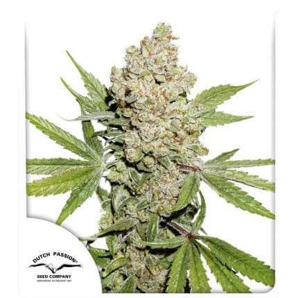 Auto Lemon Kix Autoflower by Dutch Passion