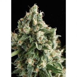 Auto Lennon Autoflower by Pyramid Seeds