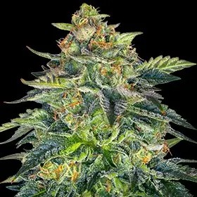 Auto London Cream Cake Autoflower by G13 Labs