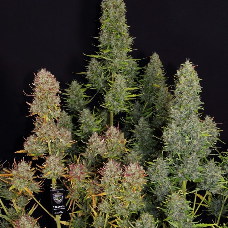 Auto MK-Ultra Autoflower by T.H. Seeds