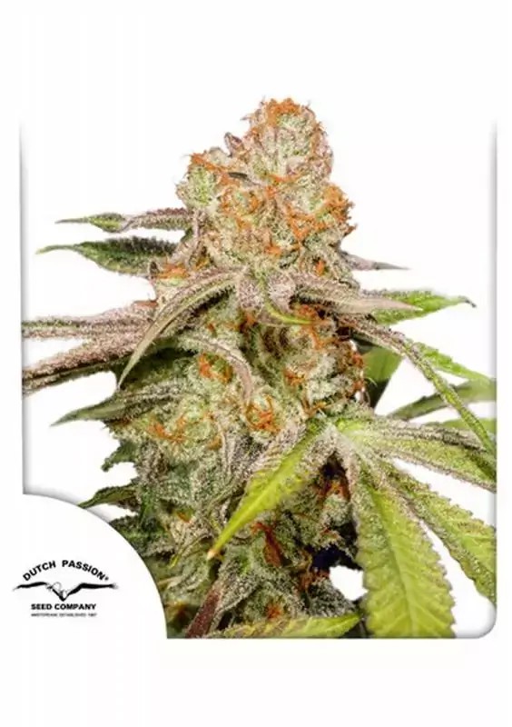 Auto Mac #1 Autoflower by Dutch Passion